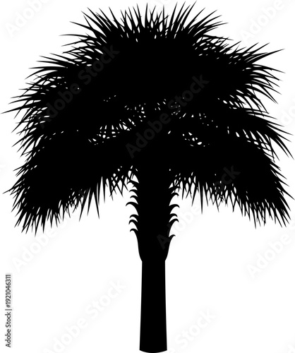 Sabal palm tree silhouette with wide fronds