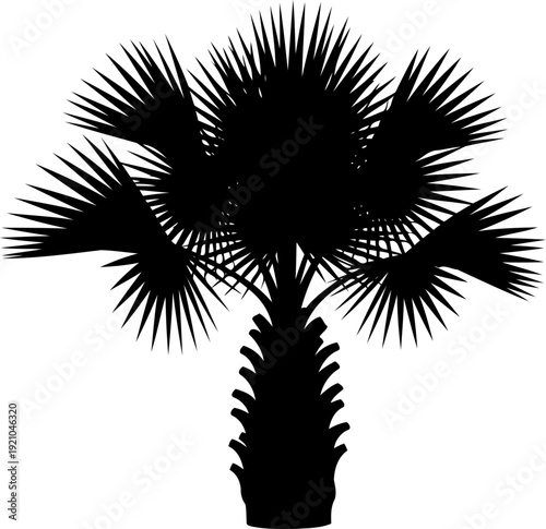 Saw palmetto palm silhouette growing in coastal region