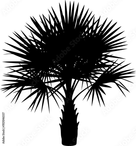 Saw palmetto plant silhouette with sharp radiating fronds