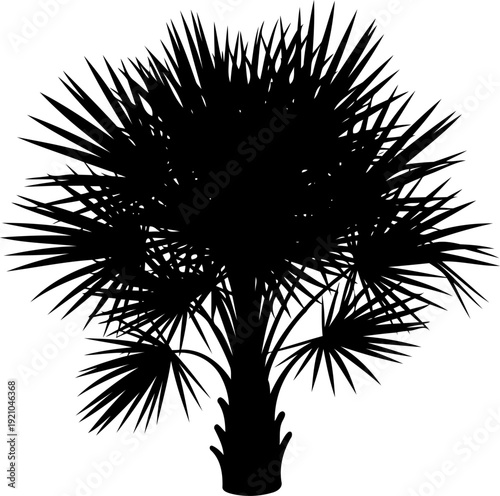 Short fan-leaved palm plant silhouette