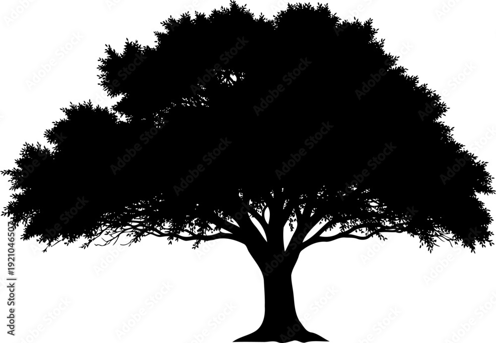 Fototapeta premium Spreading oak tree providing shade in a field