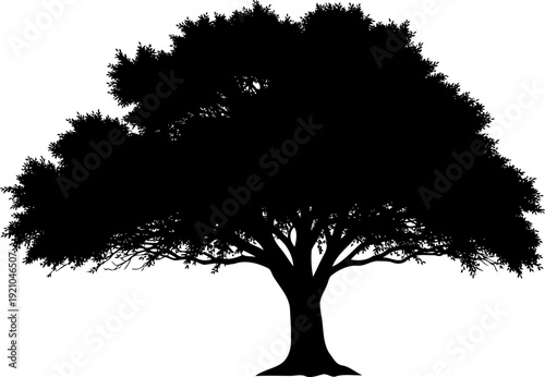 Spreading oak tree providing shade in a field