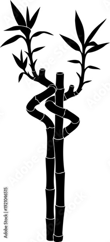 Spiraling lucky bamboo stalks with small leaves in silhouette