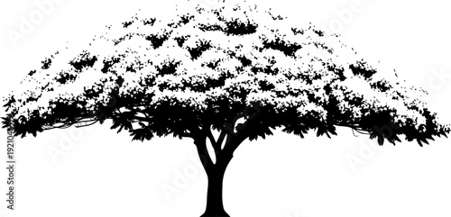Spreading oak tree silhouette with a broad leafy canopy