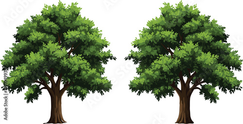 Vector illustration of two large deciduous green oak trees with lush foliage and brown trunks isolated on white background for nature landscape design projects.