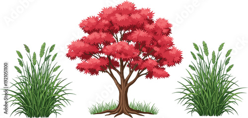 Vector illustration set featuring a vibrant red maple tree in autumn colors alongside two lush green pampas grass bushes with plumes on white background