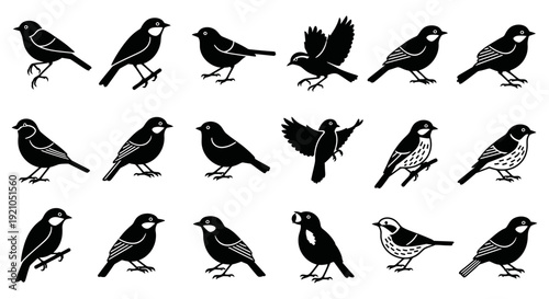 small songbird silhouettes diverse passerine species standing perched and flying for nature and wildlife projects