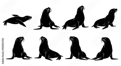 collection of sea lion vector silhouettes in various poses including swimming and resting perfect for marine wildlife graphics and design