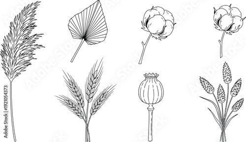 Collection of hand-drawn botanical line art elements including pampas grass palm leaf wheat cotton and poppy perfect for natural decor and design