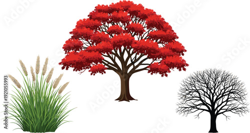 Vector set of a lush green pampas grass plant with plumes alongside a vibrant red maple tree in autumn and a bare winter silhouette