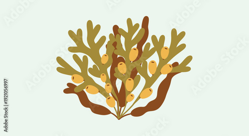 Kelp plant illustration with buoyant bladders, isolated on light background