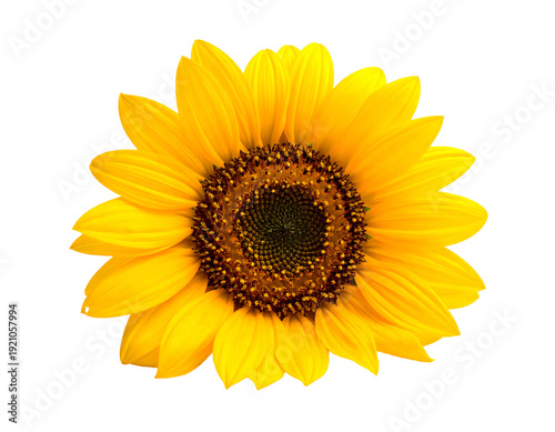 Vibrant sunflower in full bloom against a clean white background showcasing its beauty.