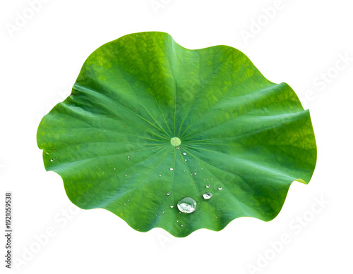 Close-up of a vibrant green lotus leaf with water droplets.