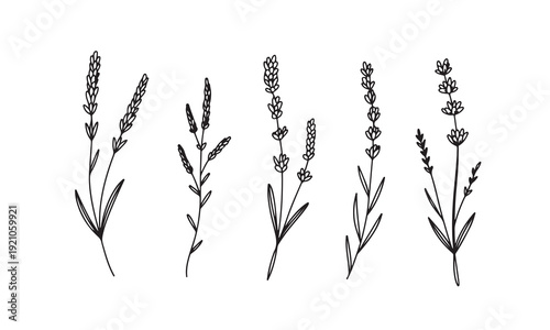Set of hand drawn lavender flowers and leaves in various stages of bloom on white background
