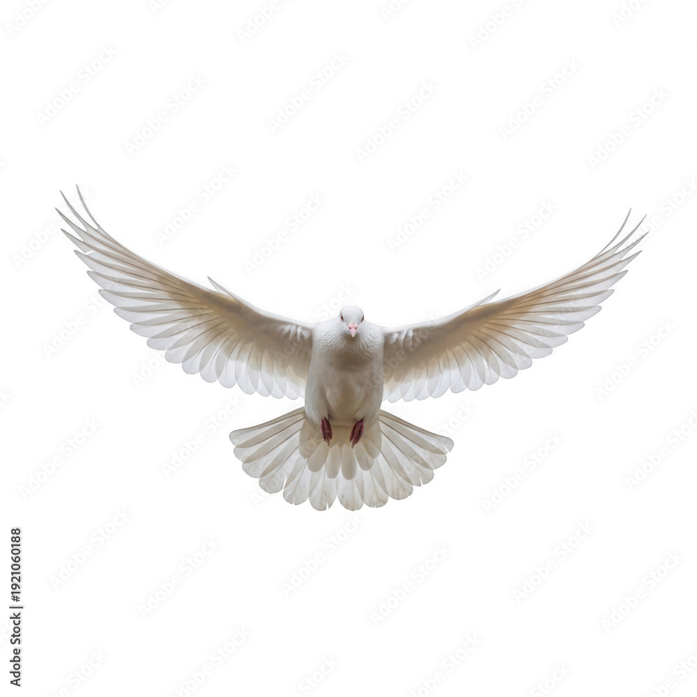 Obraz premium A white dove in flight with wings spread wide isolated on transparent background