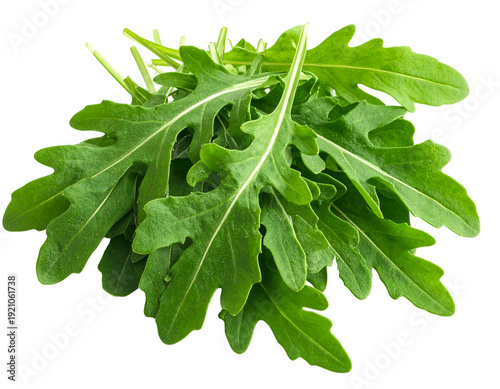 Fresh green arugula leaves healthy and organic ready to eat.