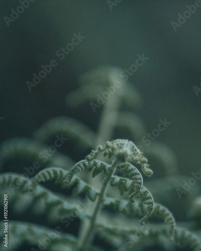 ferns texture in green