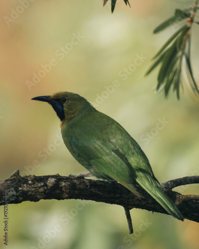 leaf bird on the branch at the morning