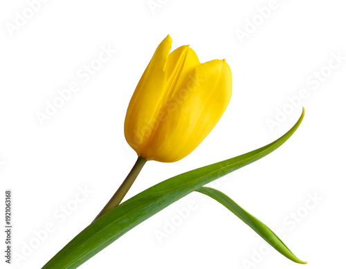 Close-up of a vibrant yellow tulip flower with green stem and leaf against white background.