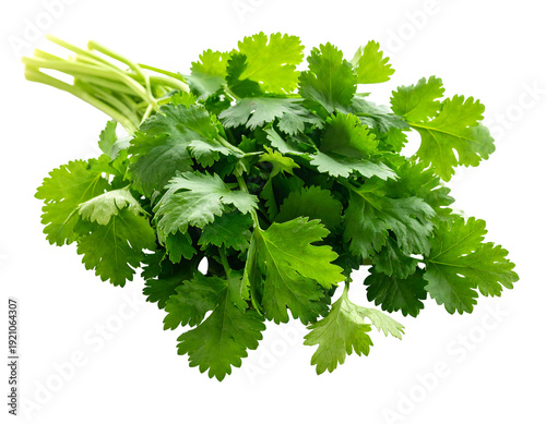 Fresh green cilantro bunch isolated on white background.
