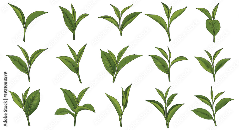 Fototapeta premium Detailed set of various green tea leaf sprigs shown in diverse stages of growth and professional arrangements for botanical use.
