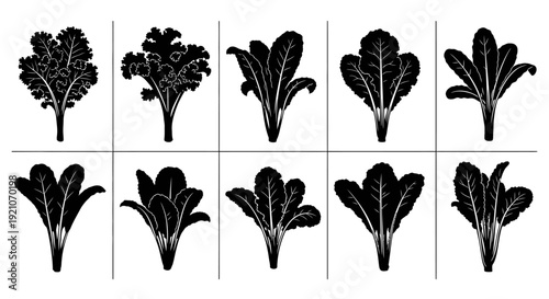 Variety of leafy greens and vegetable plant silhouettes in black on white background for design and nutrition concepts