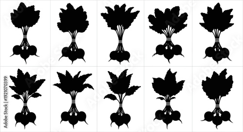 Obraz na plátne Set of black silhouette illustrations of various turnip plants with leaves on wh