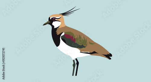 Northern Lapwing Bird Illustration, Vector Art, Minimalist Style