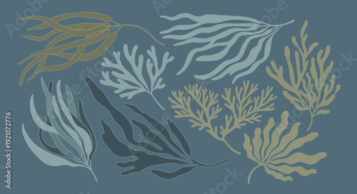 Oceanic Botanicals: Assorted Seaweed and Algae Collection