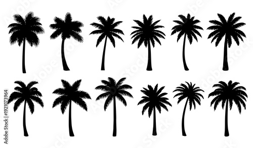 Tropical Palm Tree Silhouette Collection Monochrome Vector Botanical Set