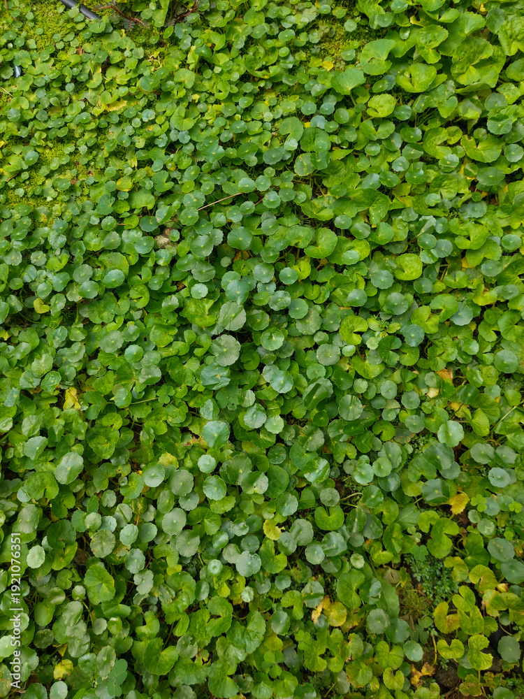 Fototapeta premium Centella asiatica (Gotu Kola) green leaves Fresh herbal plant