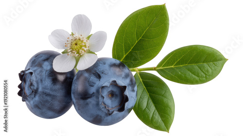 Blueberry fruit and flower with leaves on black background