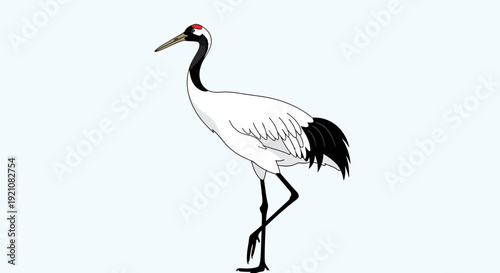 Red-crowned crane standing on one leg, elegant white bird with black markings.