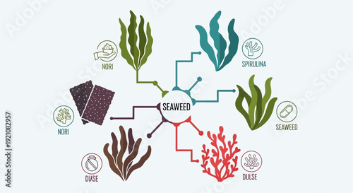 Seaweed Infographic: Types, Uses, and Benefits Explained