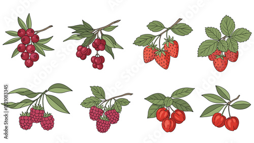 Detailed botanical illustration of various edible berries including strawberries, raspberries, cherries, and cranberries with green leaves.