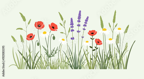 Summer Meadow Flowers: Poppies, Daisies, Lavender, Wild Grasses - Vector Illustration