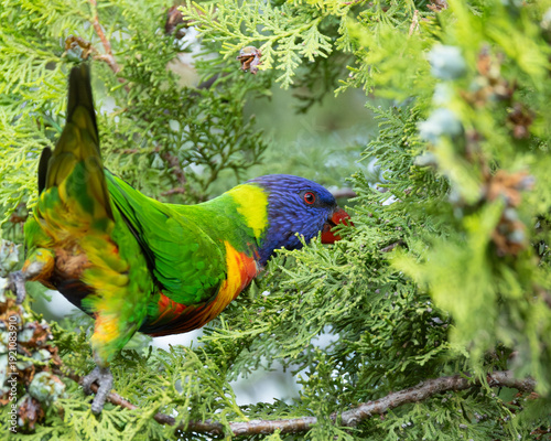 Rear View of a Rainbow Lorikeet in a Tree