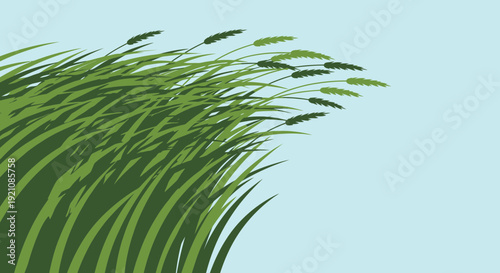 Waving Grass Field Under Blue Sky, Fresh Green Blades Swaying in Wind