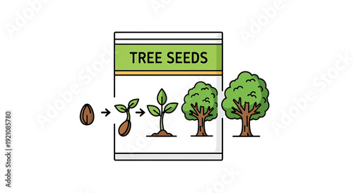 Tree Seeds Growing Stages Illustration Diagram.