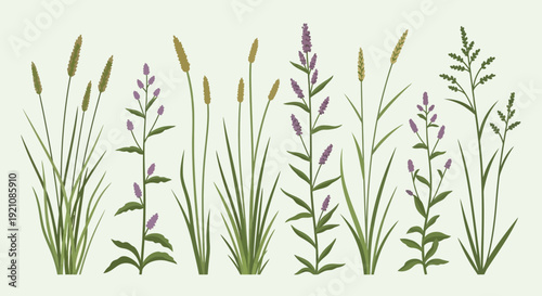 Wild Grasses and Wildflowers Collection - Botanical Illustration