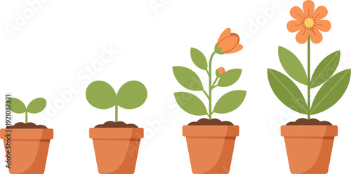 Plant growth stages in flower pots, seedling to bloom, life cycle, biology education, nature development, terracotta pot vector 