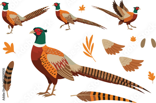 Common Ring-necked Pheasant Bird Vector Illustration Set with Various Poses, Feathers, and Autumn Leaves for Wildlife Nature Design, Hunting Themes, and Outdoor Graphics