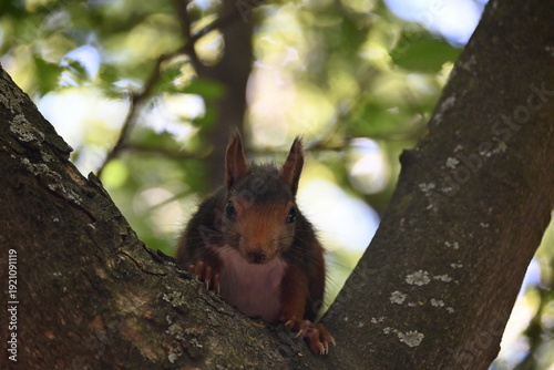 Squirrel in a city park