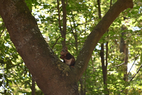 Squirrel in a city park