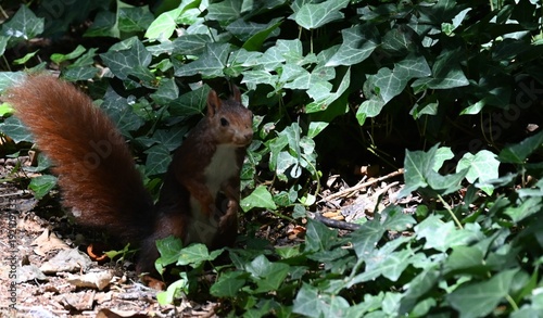 Squirrel in a city park
