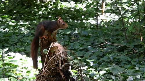 Squirrel in a city park