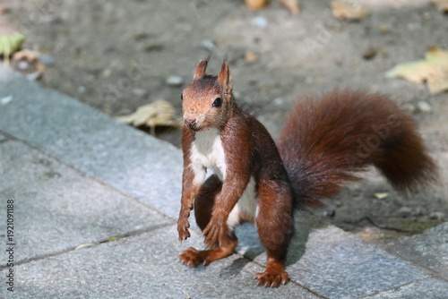 Squirrel in a city park
