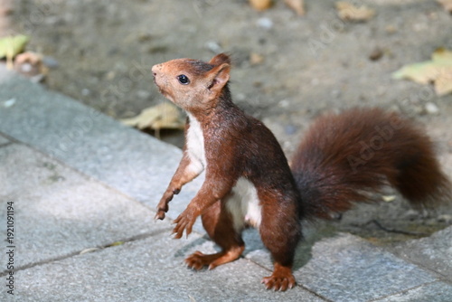 Squirrel in a city park