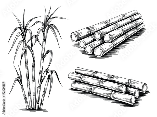 Detailed illustration of sugar cane plant and harvested stalks in black and white.