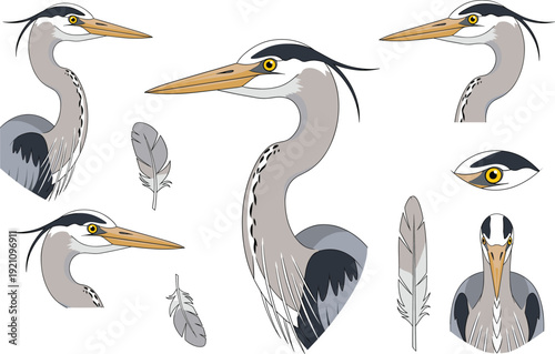 Great Blue Heron Vector Set Featuring Elegant Bird Head Profiles, Long Beaks, Detailed Grey Feathers, and Eye Closeups for Nature Conservation and Wildlife Education Designs